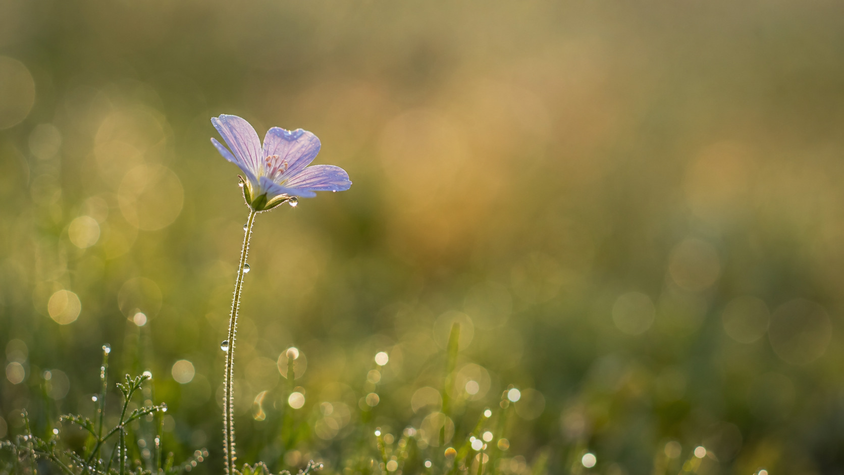 Scharfe Alpenblume vor weich aufgelöstem grün-goldenem Hintergrund