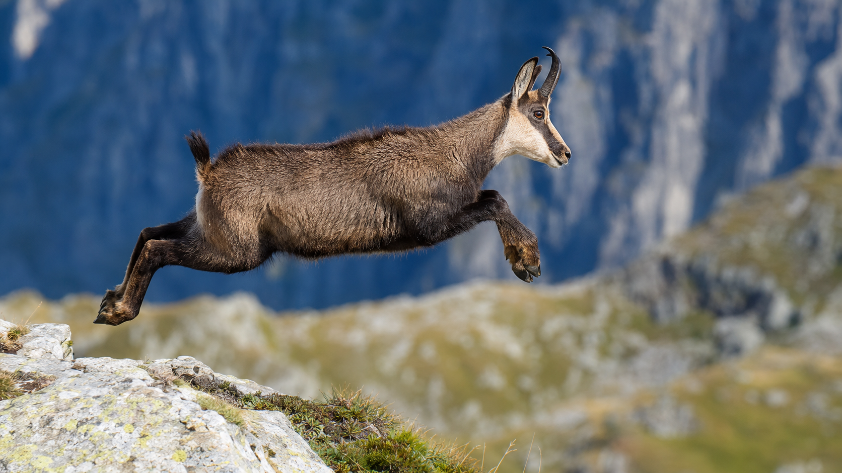 Gämse im Sprung über einen Felsgrat, Auge und Fell scharf abgebildet