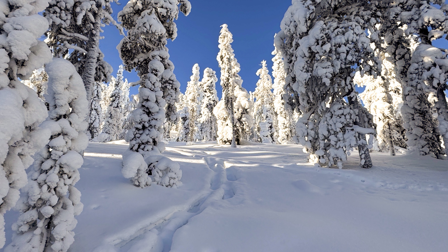 Tief verschneiter Wald in Lappland