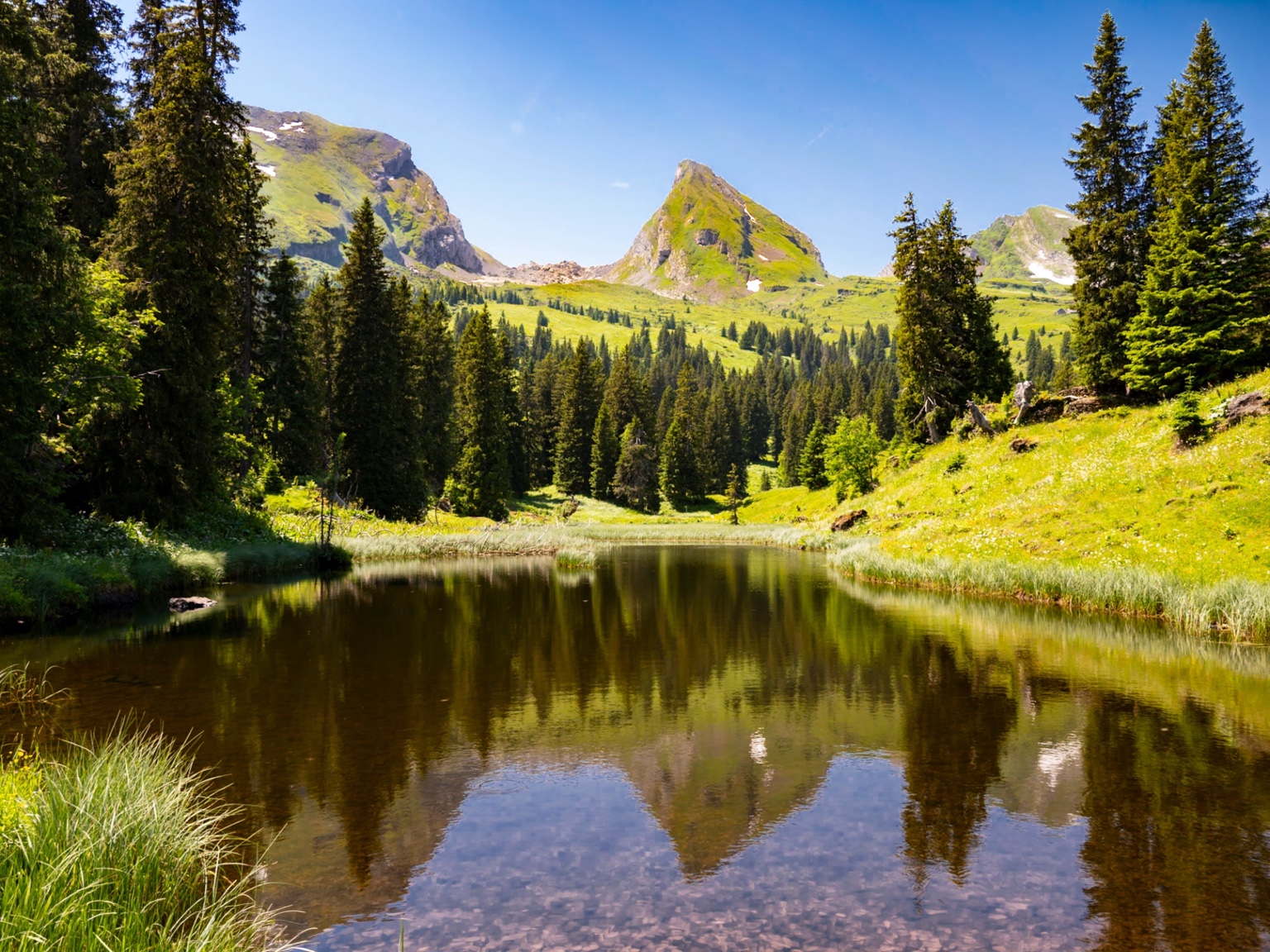 Bergsee zwischen Tannen und grünen Gipfeln im Toggenburg