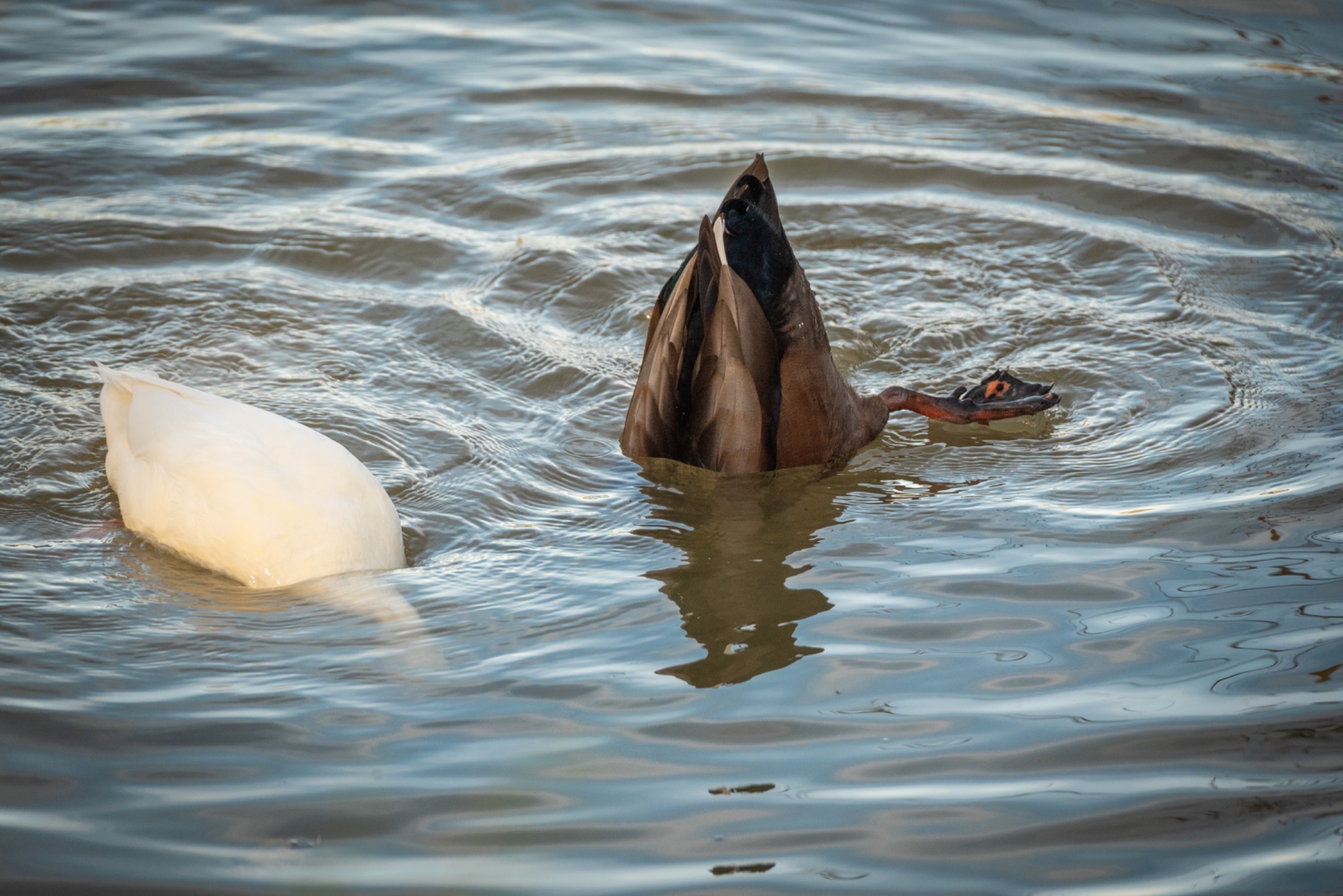 Zwei Enten bei der Futtersuche kopfüber im Wasser